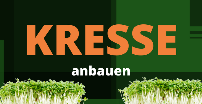 Kresse anbauen