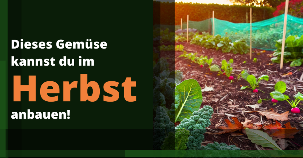 herbst gemüse anbauen