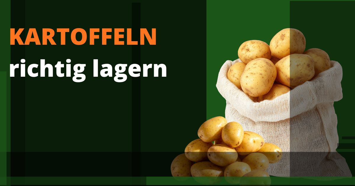 kartoffeln lagern